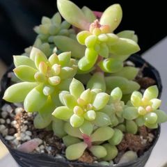 多肉植物♫トランペットピンキー♬抜き苗(根付き) - メルカリ