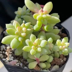 オルビキュラリス 抜き苗(根付き) オルビキュラリス 抜き苗(根付き