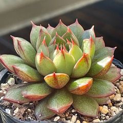 多肉植物♫トランペットピンキー♬抜き苗(根付き) - メルカリ