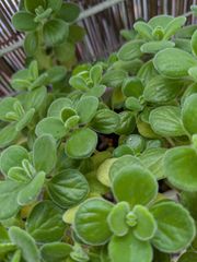 多肉植物 抜き苗 ブロウメアナ 6センチ×2 - メルカリ