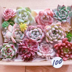 100 多肉植物寄せ植えセット