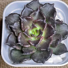 2025年最新】マディバ 多肉植物の人気アイテム - メルカリ