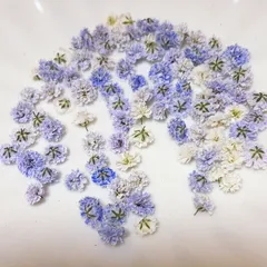 (01)かすみ草ドライフラワー100粒