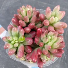 オーロラ　特大カット苗　4個セット　紅葉色薄め　多肉植物　セダム　斑入り　虹の玉錦