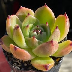 多肉植物♫トランペットピンキー♬抜き苗(根付き) - メルカリ