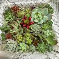 多肉植物　いろいろお得🉐セット♪