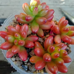 オーロラ　虹の玉　各4個　合計8個　カット苗セット　多肉植物　セダム　錦