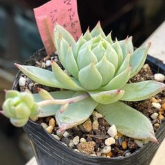 多肉植物♫トランペットピンキー♬抜き苗(根付き) - メルカリ