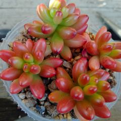 多肉植物 レッドベリー 抜き苗 - メルカリ