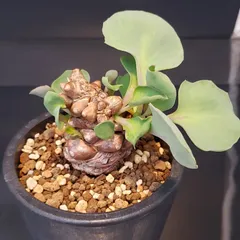 2025年最新】オトンナ ヘレーの人気アイテム - メルカリ