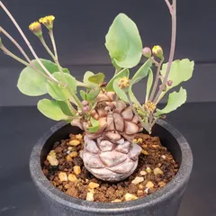 2025年最新】オトンナ ヘレーの人気アイテム - メルカリ