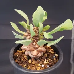 2025年最新】オトンナ ヘレーの人気アイテム - メルカリ