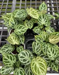 2025年最新】アンスリウム ドラヤキの人気アイテム - メルカリ