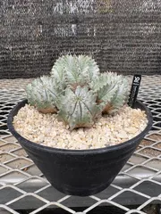 2025年最新】ゼブラホリダの人気アイテム - メルカリ