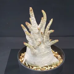 2025年最新】アデニウム ドワーフの人気アイテム - メルカリ