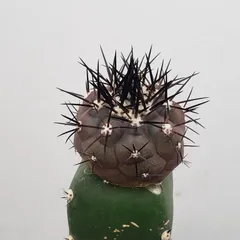 2025年最新】黒王丸 実生の人気アイテム - メルカリ