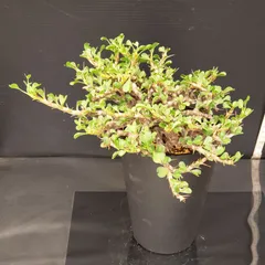 2025年最新】サルコカウロンの人気アイテム - メルカリ