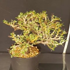 2025年最新】サルコカウロンの人気アイテム - メルカリ