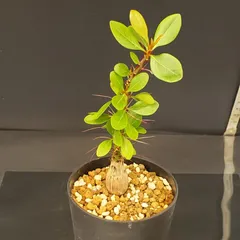 2025年最新】フォークイエリア ファシクラータの人気アイテム - メルカリ