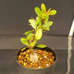 2025年最新】フォークイエリアの人気アイテム - メルカリ