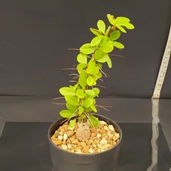 2025年最新】フォークイエリアの人気アイテム - メルカリ