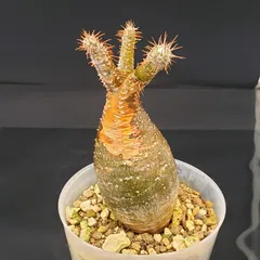 2025年最新】グラキリス ベアルートの人気アイテム - メルカリ