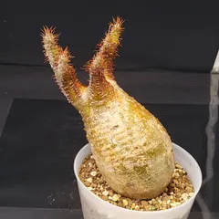 2025年最新】グラキリス 現地球の人気アイテム - メルカリ