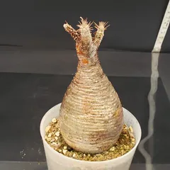 2025年最新】ベアルート グラキリスの人気アイテム - メルカリ