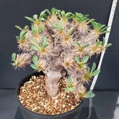 2025年最新】ギラウミニアナの人気アイテム - メルカリ