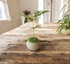 光触媒 人工観葉植物 マリファナ 草 大麻 CBD 123 - メルカリ