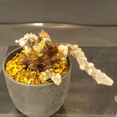 ムルチフィズム 厳選株 発根済み 現地球 ムルチ ムルチフィズム 厳選株 発根済み 現地球 ムルチ