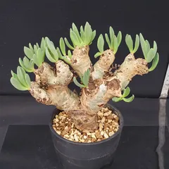 2025年最新】チレコドン 万物想の人気アイテム - メルカリ