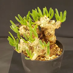 チレコドン　レティキュラータス　No.005　鉢、送料込　メルカリ便 チレコドン レティキュラータス No.005 鉢、送料込 メルカリ便 - メルカリ