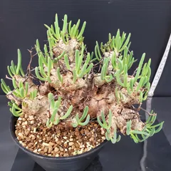 2025年最新】チレコドンの人気アイテム - メルカリ