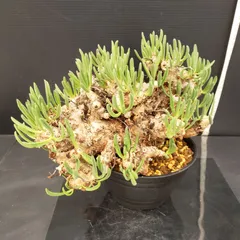 2025年最新】チレコドン 万物想の人気アイテム - メルカリ