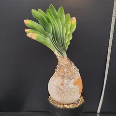 2025年最新】ブーファン ハエマンソイデスの人気アイテム - メルカリ