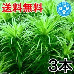 2025年最新】ホシクサの人気アイテム - メルカリ