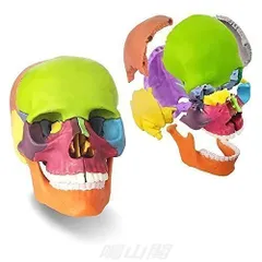 顎関節模型 楽天市場】人体模型 顎関節 顎関節症 TMJ OM-GP-2880 GPI Anatomicals