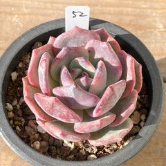 多肉植物 眠り姫 おらいさん苗 ミックスベリア 札なし - メルカリ