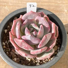 【新入荷｜送料込】エケベリア　韓国苗　レッドビーチ（Red Beach）　多肉植物｜ポコ多肉　p_3501