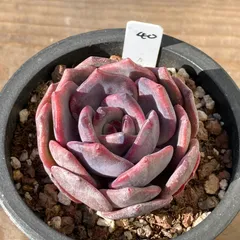 【新入荷｜送料込】エケベリア　韓国苗　レッドビーチ（Red Beach）　多肉植物｜ポコ多肉　p_3502