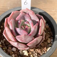 【新入荷｜送料込】エケベリア　韓国苗　レッドビーチ（Red Beach）　多肉植物｜ポコ多肉　p_3503