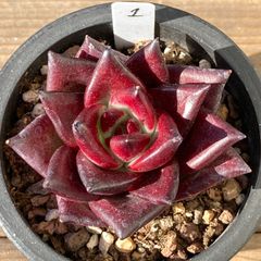 送料込！】エケべリア 韓国苗 ピアレス x サラヒメ｜チャンフィー苗