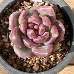 新入荷・送料込】エケベリア 韓国苗 チェリーブロッサム 多肉植物