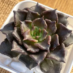 多肉植物✿⑤ブラックマディバ✿エケベリア　カット苗　寄せ植えなどに♪