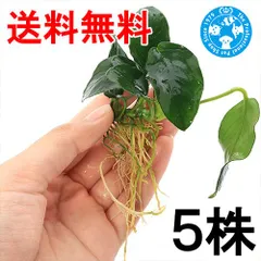 2026年最新】アヌビアスナナ 斑入りの人気アイテム - メルカリ