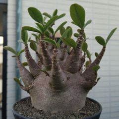 サンセベリア ダンシングドラゴン サンスベリア Sansevieria Dancing