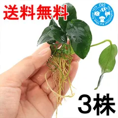 2026年最新】アヌビアスナナ 斑入りの人気アイテム - メルカリ