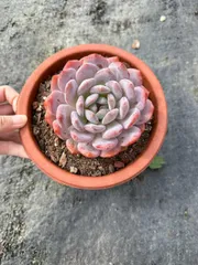 【12株の抜き苗セット】オレンジ　多肉植物　佐川急便発送　エケベリア　韓国苗　Z1136