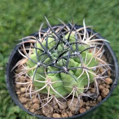 2025年最新】暗黒玉 サボテンの人気アイテム - メルカリ